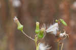 American burnweed